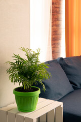 Palm Chamaedorea in home interior of living room with cozy home decor.