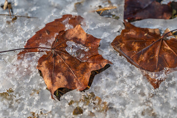 凍った地面の上の枯れ葉