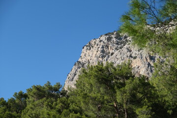 pine tree on a cliff