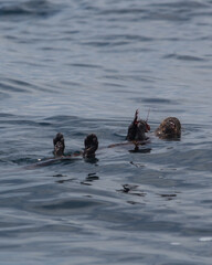 Chungungo Chileno Sea Otter mammal