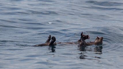 Chungungo Chileno Sea Otter mammal