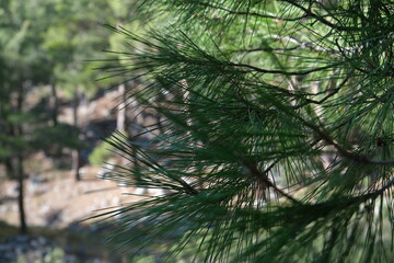 Obraz premium pine tree branches