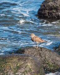 Bird in the coast side chile