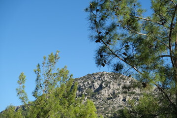trees in the forest, in hillside