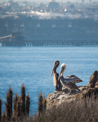 Pelicans in the rocks  coast side chile