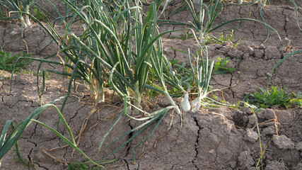 Cultivo de cebolla lista para recolección