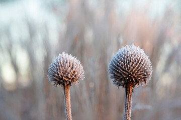 echinacea seed head winter frost