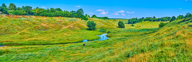 Panorama of the hilly meadow with grazing cow and small stream in Ukrainian village