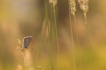 una farfalla su erba al tramonto