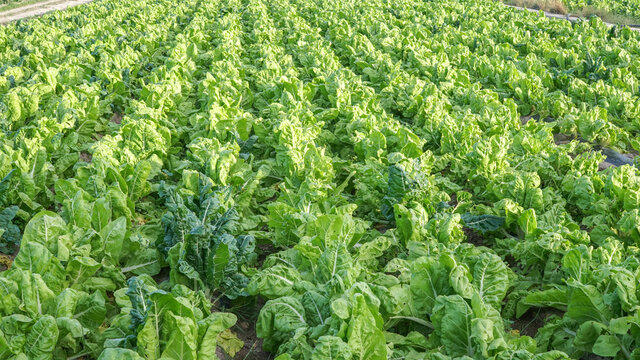 Cultivo de Acelga y sus pencas (tallos) comestibles