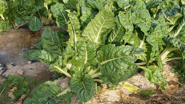 Cultivo de Acelga y sus pencas (tallos) comestibles