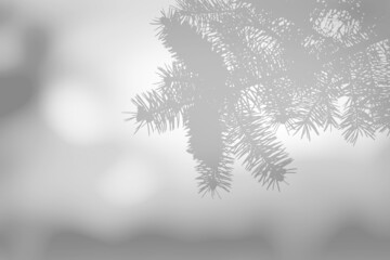 Blurred overlay effect for photo. Gray shadows of fir tree branches on a white wall. Abstract nature concept