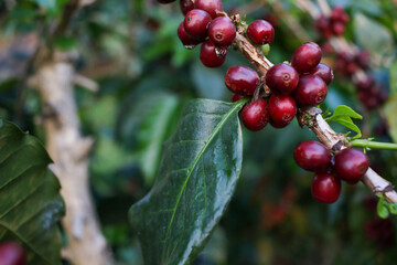 Fresh red ripe coffee beans ready to harvest from the tree