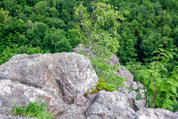 Fototapeta na wymiar tree on a rock in a rocky area