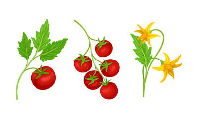 Tomato plant and ripe tomatoes on branch set vector illustration