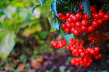 Fresh red ripe coffee beans ready to harvest from the tree