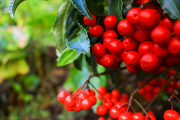 Fresh red ripe coffee beans ready to harvest from the tree