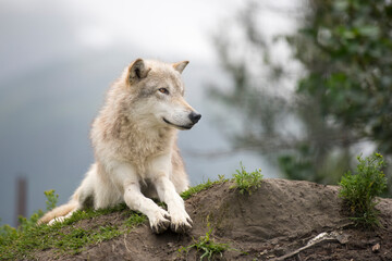 Sitting Wolf Posing in Alaska