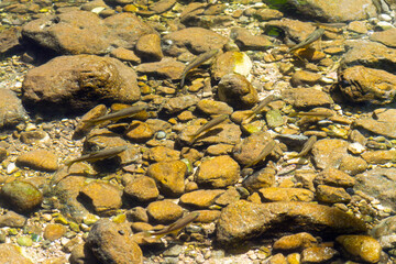 Group of fish swim in a water stream