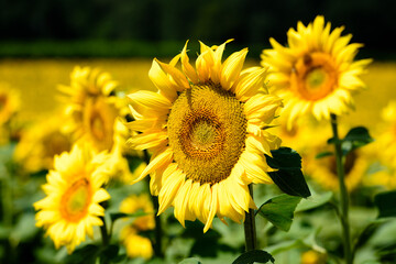 Obraz premium Dordogne sunflowers on a summers day