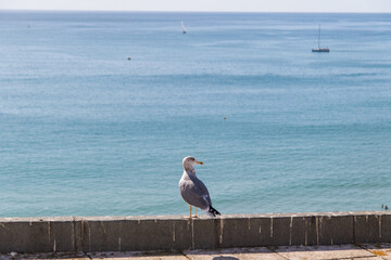 heron on the beach