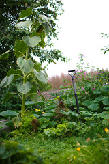 Wilder Gemüsegarten Bio Selbstversorger