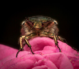fly on leaf