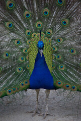 Naklejka premium Paon mâle