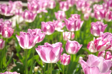 Tulipes roses