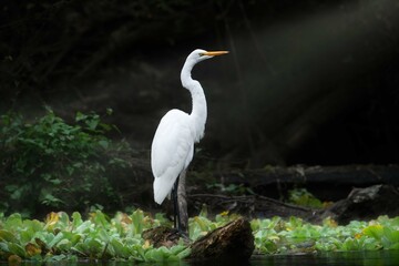 Close-up of a great egret on a black background. Profile view. Heron full-length portrait
