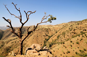 Arbre nu et paysage vallonné du nord de l’Ethiopie entre les villes d’Aksoum et Debarq