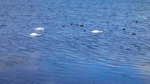 Wintering birds: Mute swan (Cygnus olor) and European coot (Fulica atra) feed on sea underwater algae meadows - eelgrass or grassweed (Zostera marina), feeding behavior