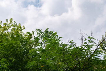 Fototapeta premium Dark green Robinia pseudoacacia tree tops with cloudy sky