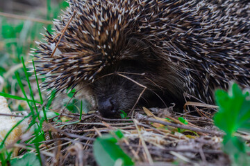 The forest dweller got out of hibernation!