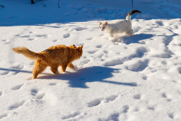 Two cute young cats playing in white snow