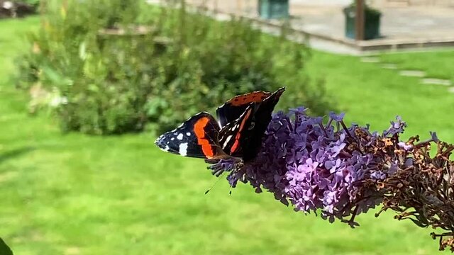 butterfly - red admiral Butterfly on buddleia pink purple flower butterfly collecting pollen video footage