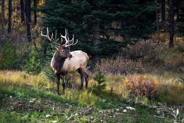 Bull Elk During the Autumn Rut in the Canadian Rocky Mountains
