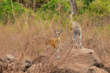 Kirk's dik-dik (Madoqua kirkii) in Lake Manyara national park, Tanzania