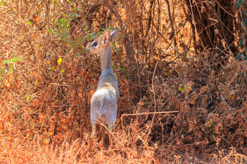 Kirk's dik-dik (Madoqua kirkii) in Lake Manyara national park, Tanzania