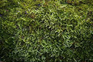 beautiful green moss on the trunk of an old tree close up