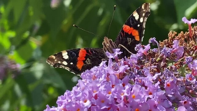 butterfly - red admiral Butterfly on buddleia pink purple flower butterfly collecting pollen video footage