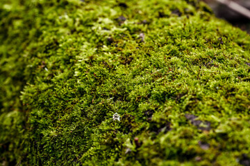 beautiful green moss on the trunk of an old tree close up