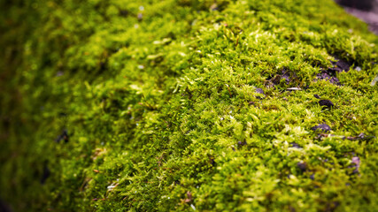 beautiful green moss on the trunk of an old tree close up