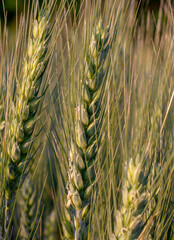 Growing barley. Grain. Green barley spike. Barley yet unripe spike. Close up. Macrophotography.