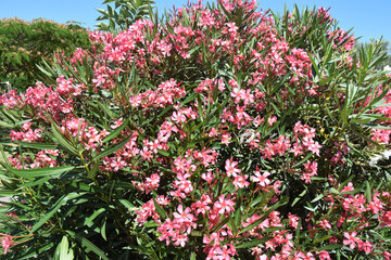 Fleurs roses de laurier fleur.