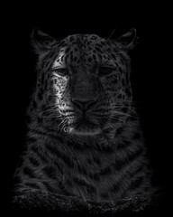  Amur Leopard Black and White