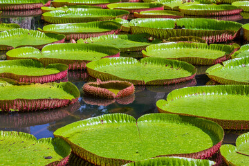 Giant water lily in botanical garden on Island Mauritius . Victoria amazonica, Victoria regia