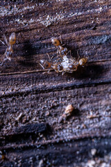 groups of ant care its eggs on top of a dead tree