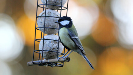 Closeup shot of a great tit bird perched on a feeder