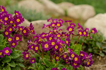 Spring flowers. Primroses. Аlowers in the garden